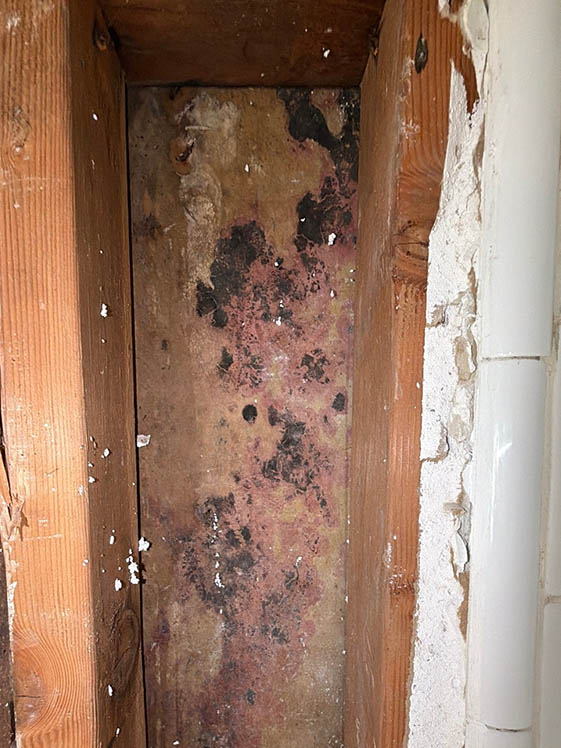 Mold Remediation